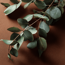 Эвкалипт в ароматах JOY PREMIUM