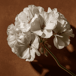 Герань в ароматах JOY PREMIUM